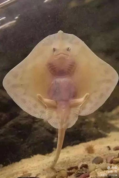 长着人脸的鳗鱼, 太像一个小娃娃啦▼