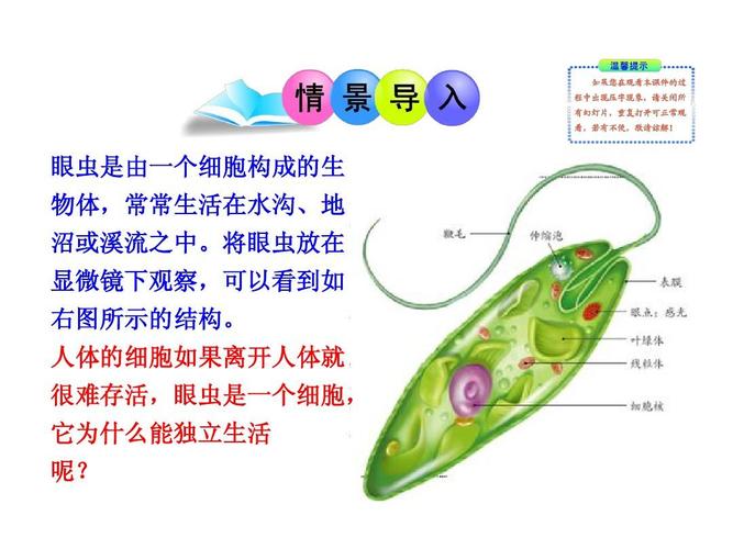 2013年秋_七年级生物上册第四节_单细胞生物ppt