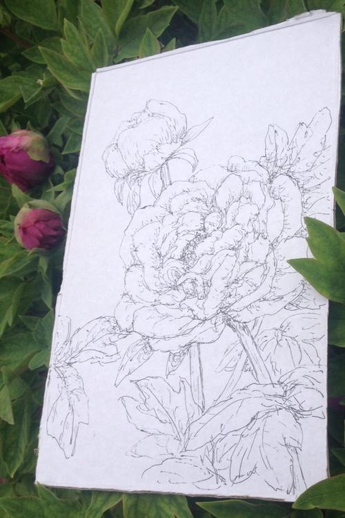 牡丹写生 钢笔速写