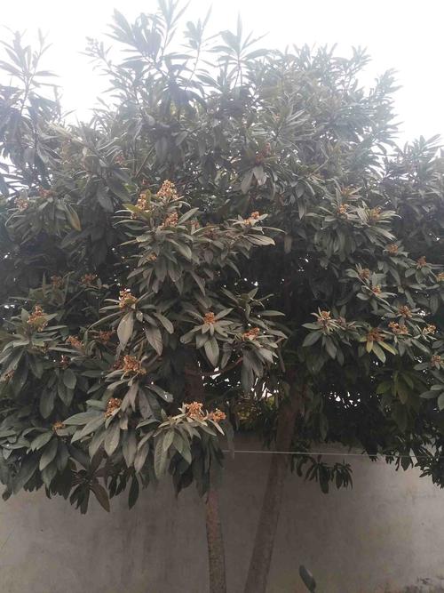 老家院中的枇杷树