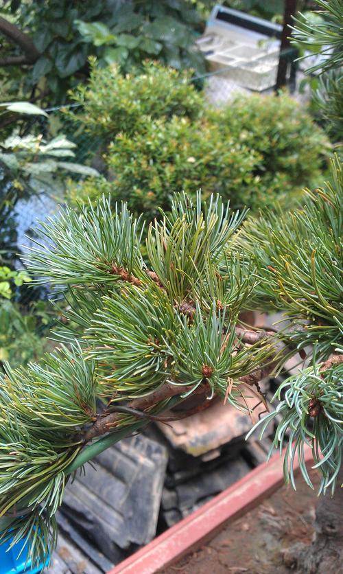 大阪松叶子一根根变黄了,请问是什么原因?高手请进!