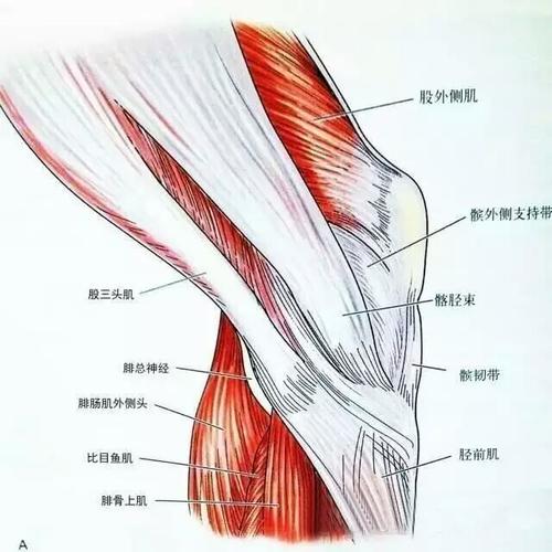 其它 膝关节解剖-膝关节的四面观 写美篇 股四头肌腱被描述为三层结构
