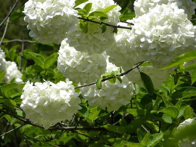 惹恼了金人,就把琼花都拔了.从此扬州就再也没有真正的琼花了.