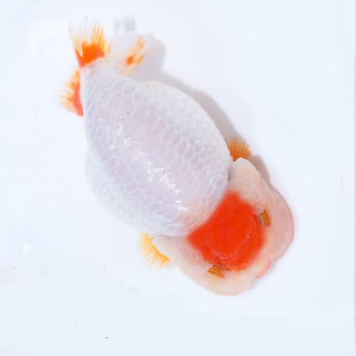 潘式小尾兰寿金鱼活体精品奶牛活鱼观赏鱼冷水小中型鱼苗好养耐活