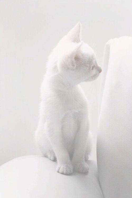 纯白色的图片手机壁纸