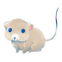 老鼠照片卡通微信