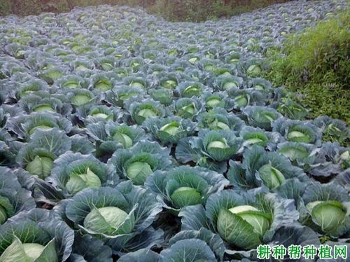 冬兰甘蓝品种简介