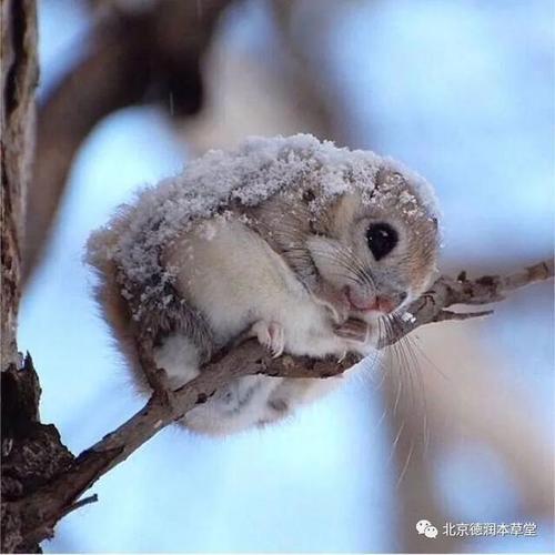 冻死的寒号鸟是什么动物?