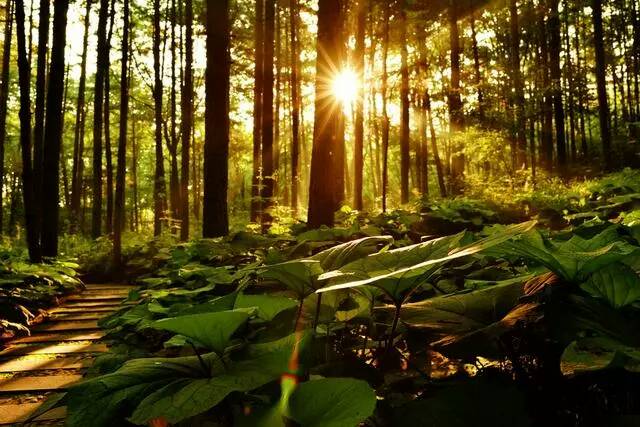 展开全部 森林的日出图,森林是旺木,太阳是火,木火相生大吉利