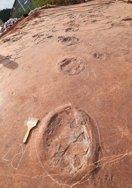 这是新发现的大型蜥脚类恐龙足迹化石(4月6日摄).新华社发(林斯乾 摄)