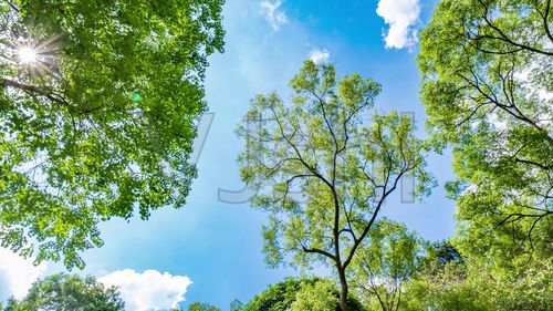 视频素材 实拍视频 自然风景 仰拍夏天阳光树林香樟树的树荫 来自视频