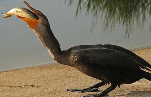 独特的鸬鹚吃鱼方式(组图)