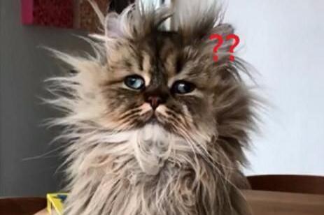 刚跨完年一觉醒来,发现猫咪全身"炸毛"了,可爱模样让人笑喷!