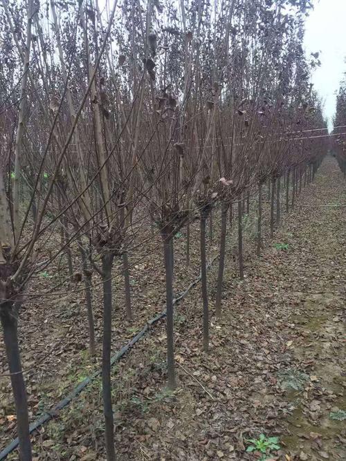 紫叶李小苗,紫叶李树苗,1-16cm红叶李基地