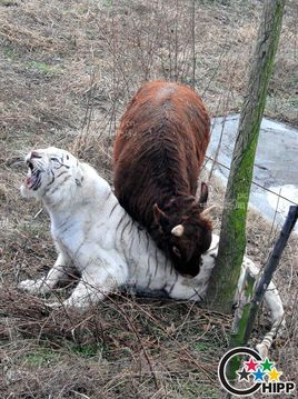 初生牛犊不怕虎