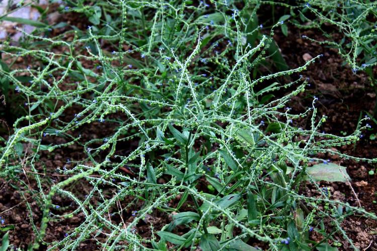 【琉璃草】紫草科,琉璃草属