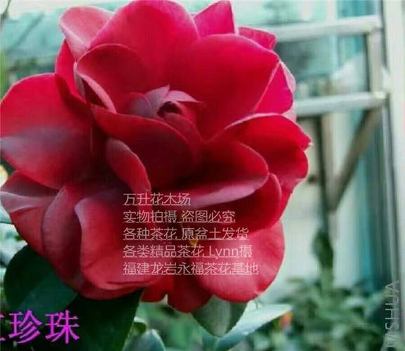 黑珍珠茶花 福建红山茶 黑红色大花带花苞火热销售 龙岩茶花