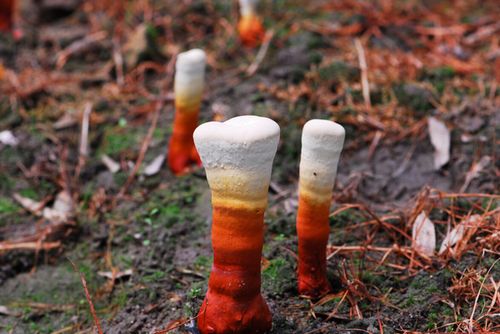 灵芝子实体与菌丝体的本质区别