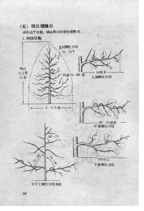 (五) 细长纺锤形