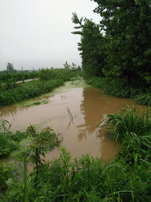 其它 暴雨一夜一天成灾! 写美篇 我的家乡在农村.