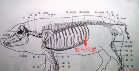 简单易学猪胀气急救办法,真能救猪命!-疾病防疫 _猪易论坛