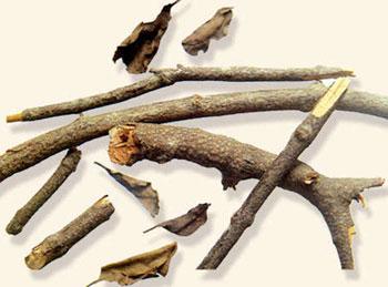 桑寄生基本信息   别名   桑上寄生,寄屑,寄生树,寄