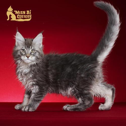 caac缅爱猫舍缅因库恩猫纯种猫宠物猫咪活体缅因猫幼