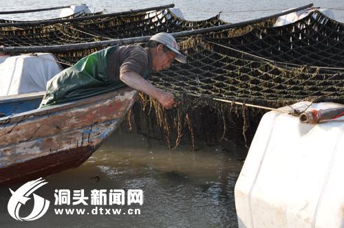 浙江温州市洞头县浮流翻转式养殖坛紫菜开始采收