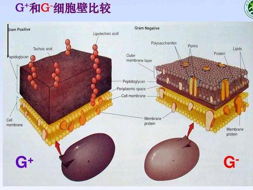 细菌的保护壳——细胞壁