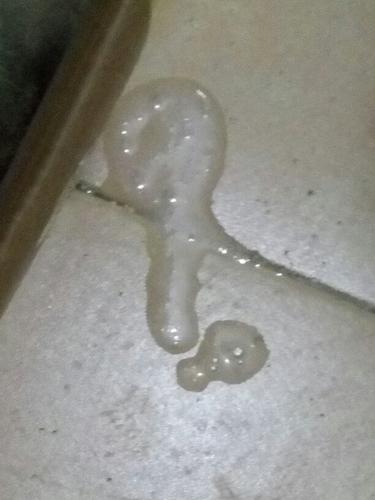 猫拉稀呕吐