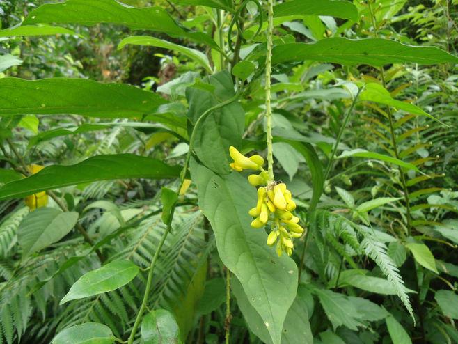 黄花倒水莲观音串中药材500g黄花参根倒吊黄根黄花远志黄花吊水莲
