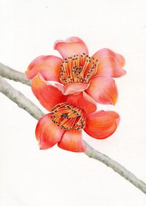 木棉花彩铅画怎么画?简单易学的木棉花彩铅画教程