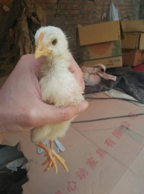一个多月的小鸡 谁能分辨小鸡的公母