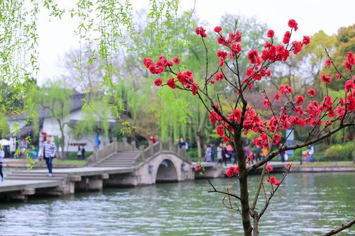 西湖桃红柳绿图片