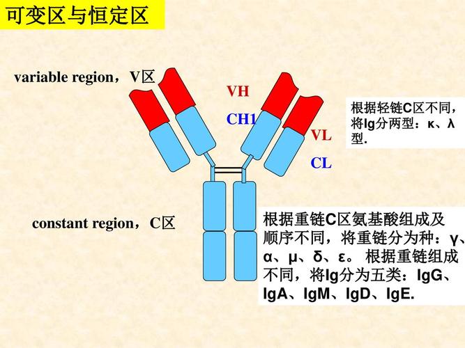 免疫分子免疫球蛋白immunoglobulinig