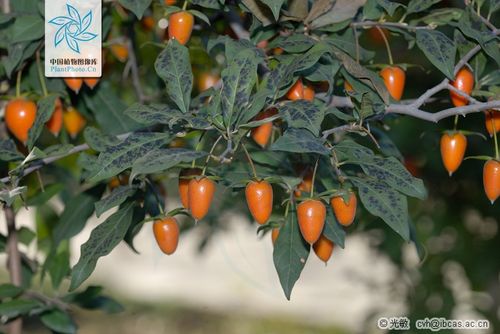 展开全部 老鸦柿 diospyros rhombifolia hemsl.