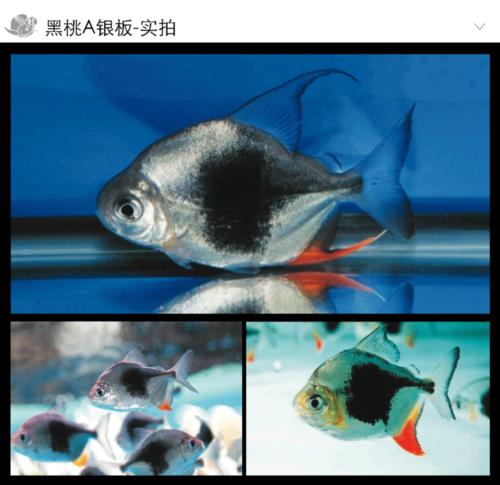 正品进口黑桃a银板鱼 粗线 精品 金龙红龙 皇冠虹搭配 超值热销_7折