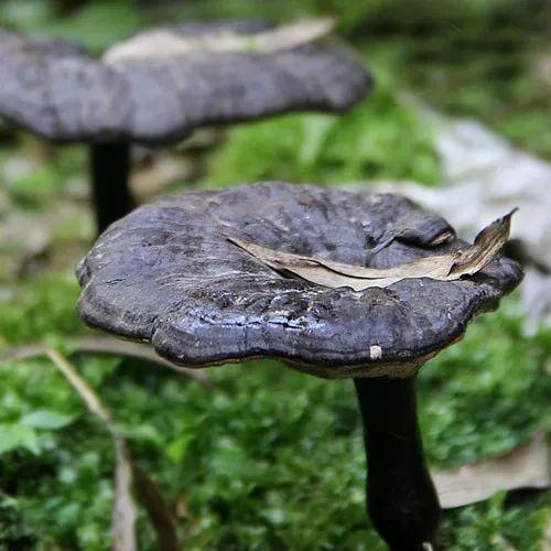 灵芝真的灵,它能治哪些病?这10种病赶紧吃灵芝