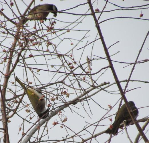 不知道名字的鸟,在当地好像叫贝子.