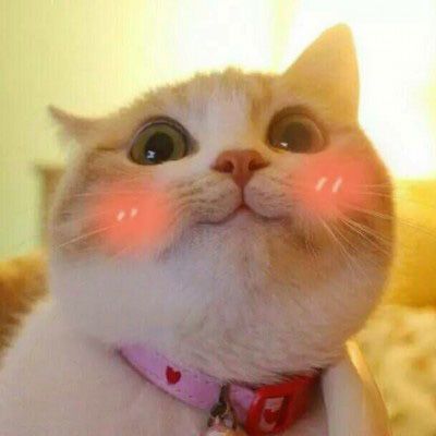 宠物猫微信头像图片