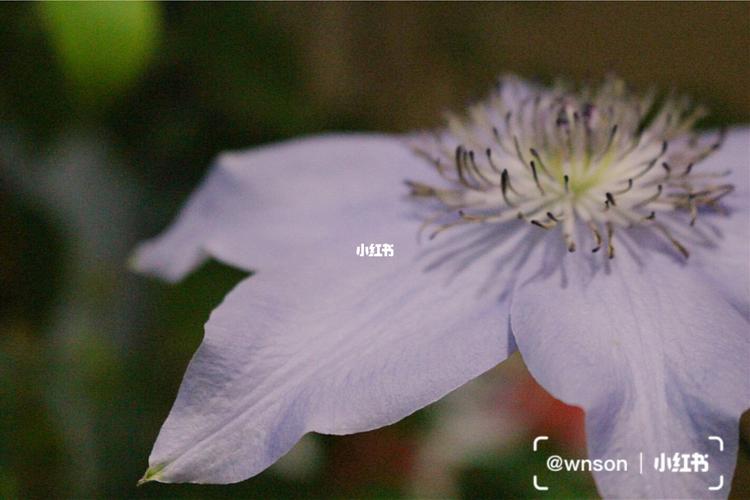 铁线莲-微光_铁线莲_家居家装_家居装饰