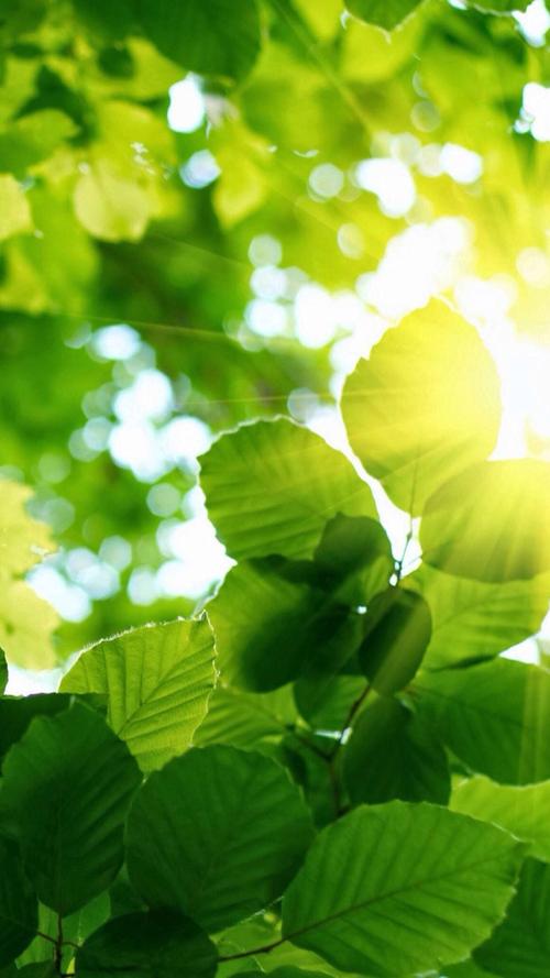 美景 鲜花 清新 摄影 田园 绿色 自然 淡雅 风景名胜 壁纸 素材 锁屏