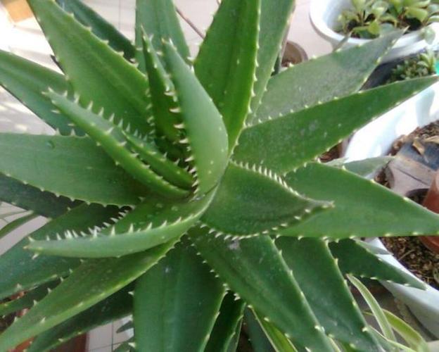 人人都说芦荟好,其中作用你知多少?看准这几个品种更好