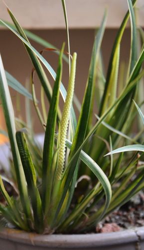 转载今刚见到菖蒲开花