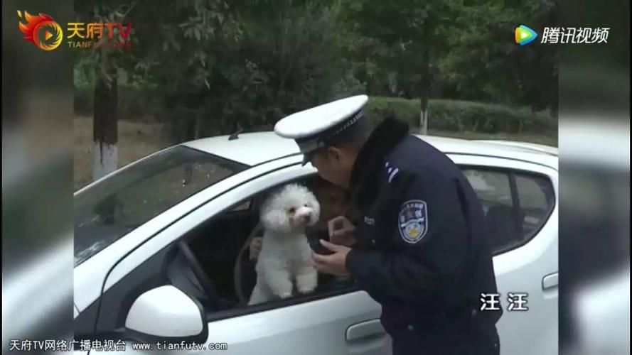 【谭谈交通】狗咬谭sir,还是谭sir要咬狗?