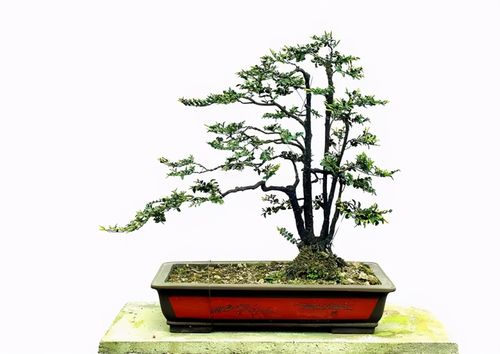 冬天养殖黑骨茶,4个方面的工作不能少,做好了,就能安全越冬