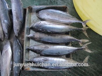 new sea frozen bonito tuna fish sarda orientalis