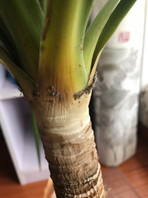 龙血树茎干变软了,颜色也不对,怎么办?叶子一抓就一大把的掉.前几