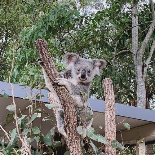 969699lone pine koala sanctuary_动物园_拍照_龙柏考拉动物园
