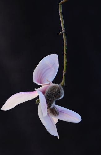 美美的玉兰花,拍摄地点:碑林公园,珠琳公园,墨艺苑.